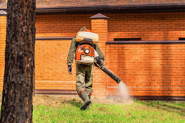 Trusted Ant Control service in Mountain City, GA - Nex Pest Control
